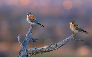 Birds branch grass trees moon - two bird free wallpaper