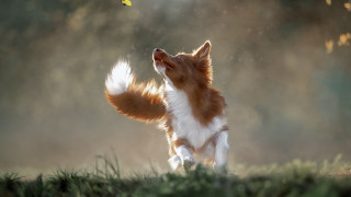 Dog butterfly field grass nature - a field of grass and grass free wallpaper