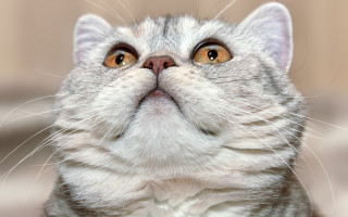 Surprised cat looking up close - closeup free wallpaper