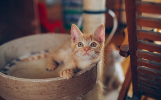 Kitten bowl table chair photorealistic - a bowl free wallpaper