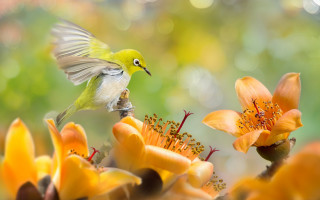 Bird flower bokeh macro depth - a blurry background of trees and bushes free wallpaper