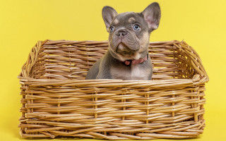 Small dog basket yellow background - institutional free wallpaper