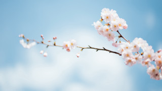Branch white flowers blue sky - tiny free wallpaper
