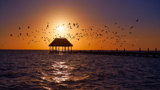 Birds sunset pier gazebo reflection - over a body of water free wallpaper