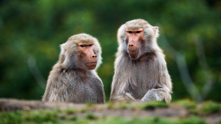 Monkeys grass trees blurry bokeh - incoherent free wallpaper