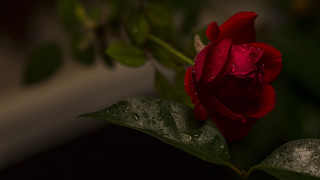 Red rose water droplets macro 68 - a window in the background free wallpaper