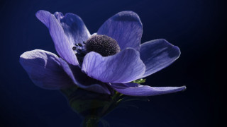 Purple flower dark background closeup - a purple flower free wallpaper