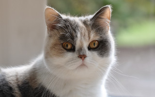 Cat whiteface browneyes looking camera - round free wallpaper