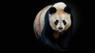Panda bear side closed eyes - bian jingzhao free wallpaper