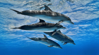 Dolphins ocean underwater sunlight fish - sunlight free wallpaper