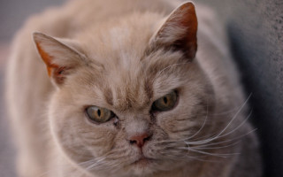 Sad cat couch serious neoplasticism - angry free wallpaper