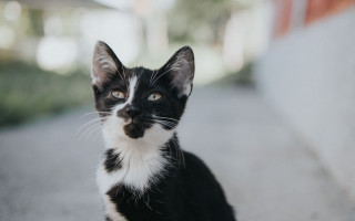 Black white cat serious look 3 - cubofuturism free wallpaper