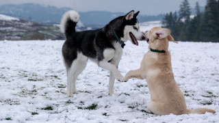 Dogs playing snow mountains shiba - incoherent free wallpaper