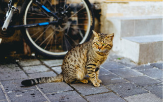 Cat bricksidewalk bike tire doorway - neoplasticism free wallpaper