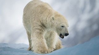 Polar bear snow field clouds - a polar bear free wallpaper