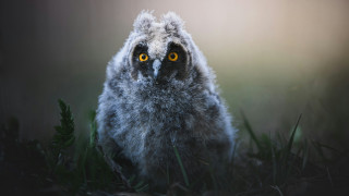 Bird yellow eyes owl grass - arie smit free wallpaper for desktop