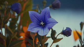 Blue flower green leaves clouds - ann thetis blacker free wallpaper