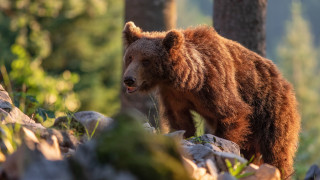 Brown bear forest wildlife photorealistic - ferenc joachim free wallpaper