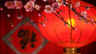 Red lantern pink cherry blossoms - an zhengwen free wallpaper