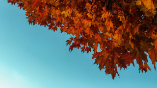 Orange leaves tree blue sky - overhead free wallpaper
