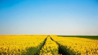 Flower field sunset sky tracks - the middle free wallpaper