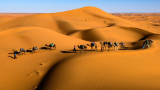 Sahara desert camels morocco african - farid mansour free wallpaper