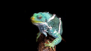 Green white lizard tree branch - adam rex free wallpaper