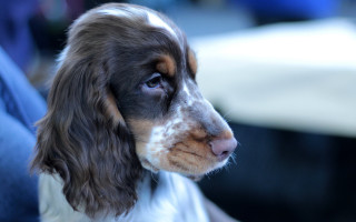 Dog white brown spot leg - canon 5 0 mm free wallpaper