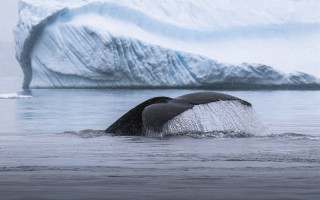 Whale iceberg ocean ecological art - a whale free wallpaper