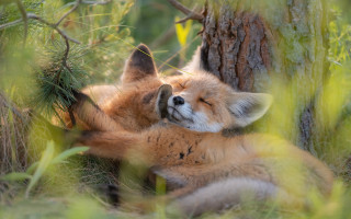 Fox sleeping grass tree trunk - the grass next free wallpaper
