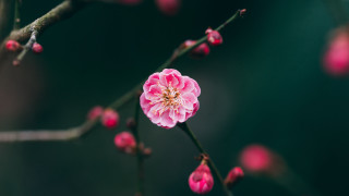 Pink flower blooming branch buds - a few pink flower free wallpaper