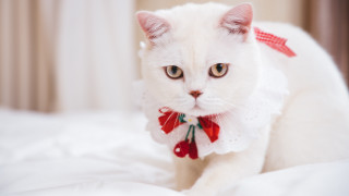 White cat red bow shiba - a white cat free wallpaper