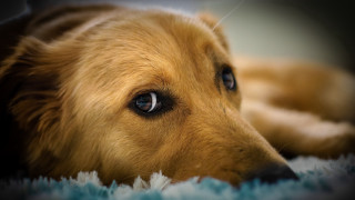 Dog blue rug sad eyes - dof free wallpaper