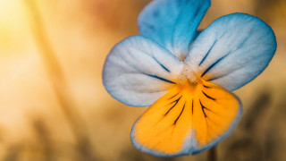 Blue yellow flower yellow center - a white center free wallpaper