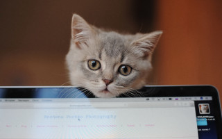 Curious kitten computer screen animal - curious free wallpaper