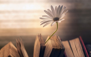 Flower book daisy macro blurry - a table top free wallpaper