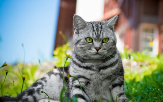 Cat grass house building blue - felix octavius carr darley free wallpaper