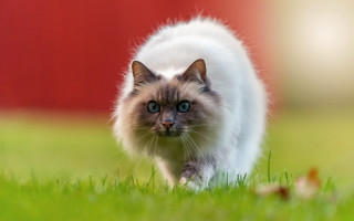 Cat green field red building - a lush green field next free wallpaper