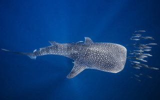Whale fish bioluminescence rayonism puzzle - bioluminescence free wallpaper