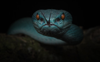 Blue snake orange eye black - a tree branch in the foreground free wallpaper