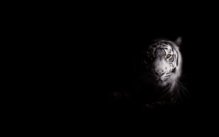 White tiger dark serious eye - serious free wallpaper for desktop