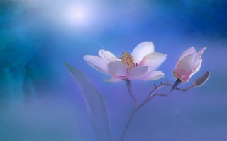 Two white flowers blue sky 2 - soft color free wallpaper