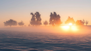 Foggy field trees sunset volumetric 3 - volumetric free wallpaper