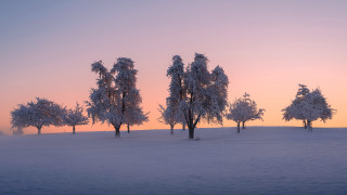 Snowy trees dusk mountain lake - sunset free wallpaper
