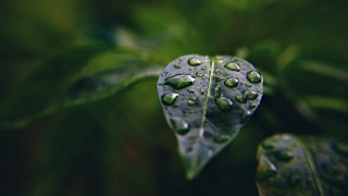 Leaf water droplets green background - the foreground of the image free wallpaper