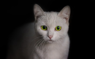 White cat green eyes black - a white cat free wallpaper