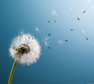 Dandelion blowing wind blue sky 7 - a blue sky background free wallpaper