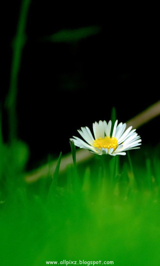 Daisy green background white yellow - the grass free wallpaper