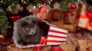 Christmas cat bag presents tree - underneath free wallpaper