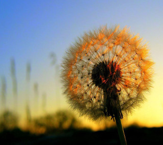 Dandelion sunset blurry background sky - the sun free wallpaper